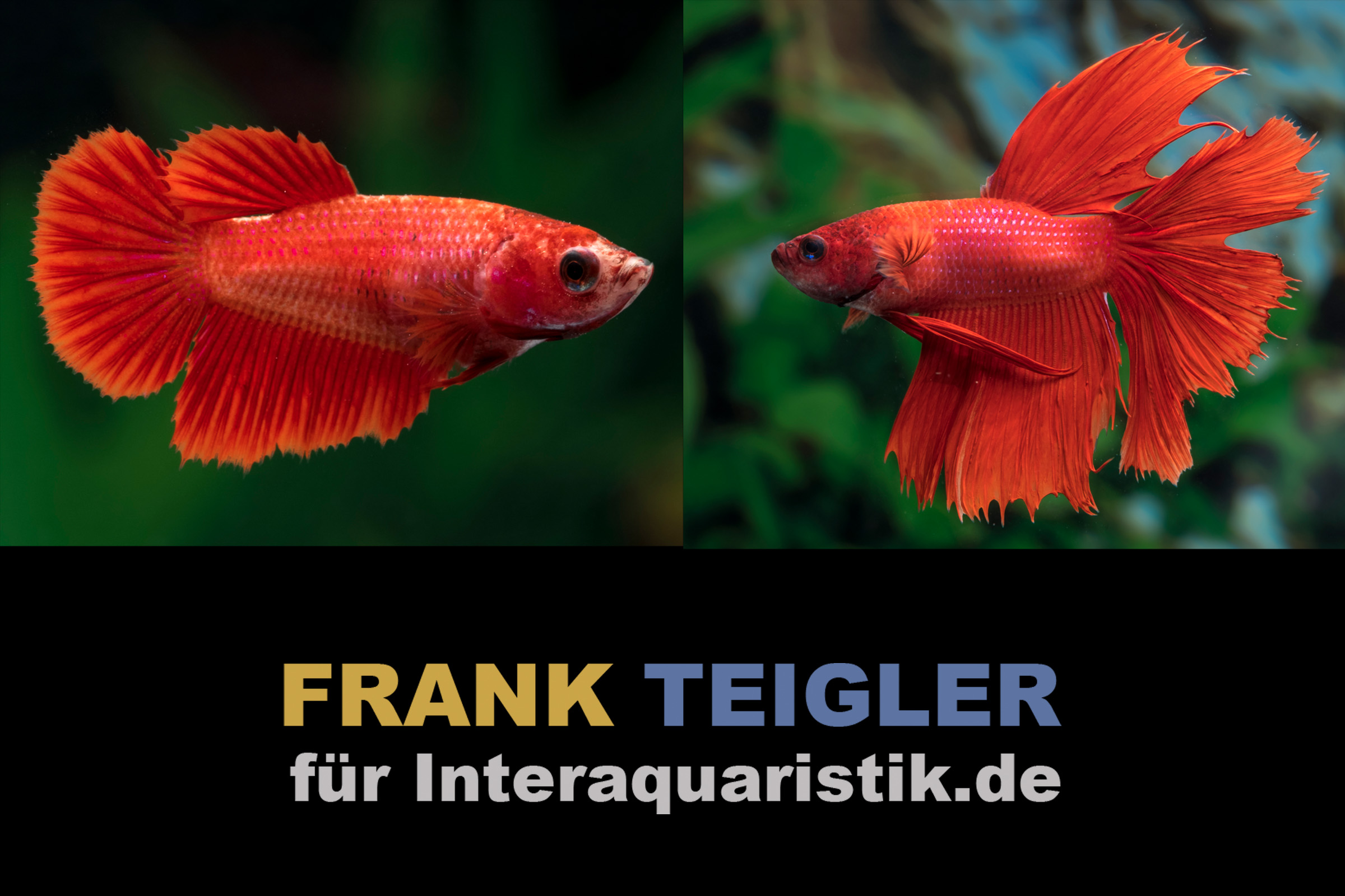 Paar: Halfmoon Kampffisch Bright Red, Betta splendens
